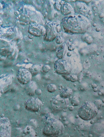 Freehydrocells